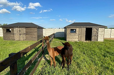 Domek dla alpak 3m x 5m
