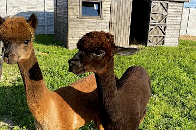 Domek dla alpak 3m x 5m