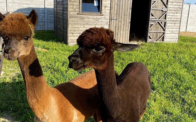 Domek dla alpak 3m x 5m