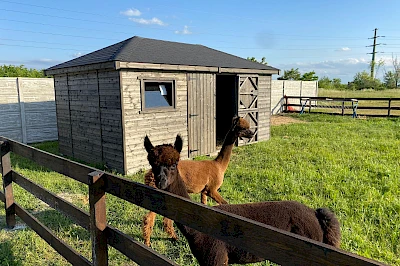 Domek dla alpak 3m x 5m